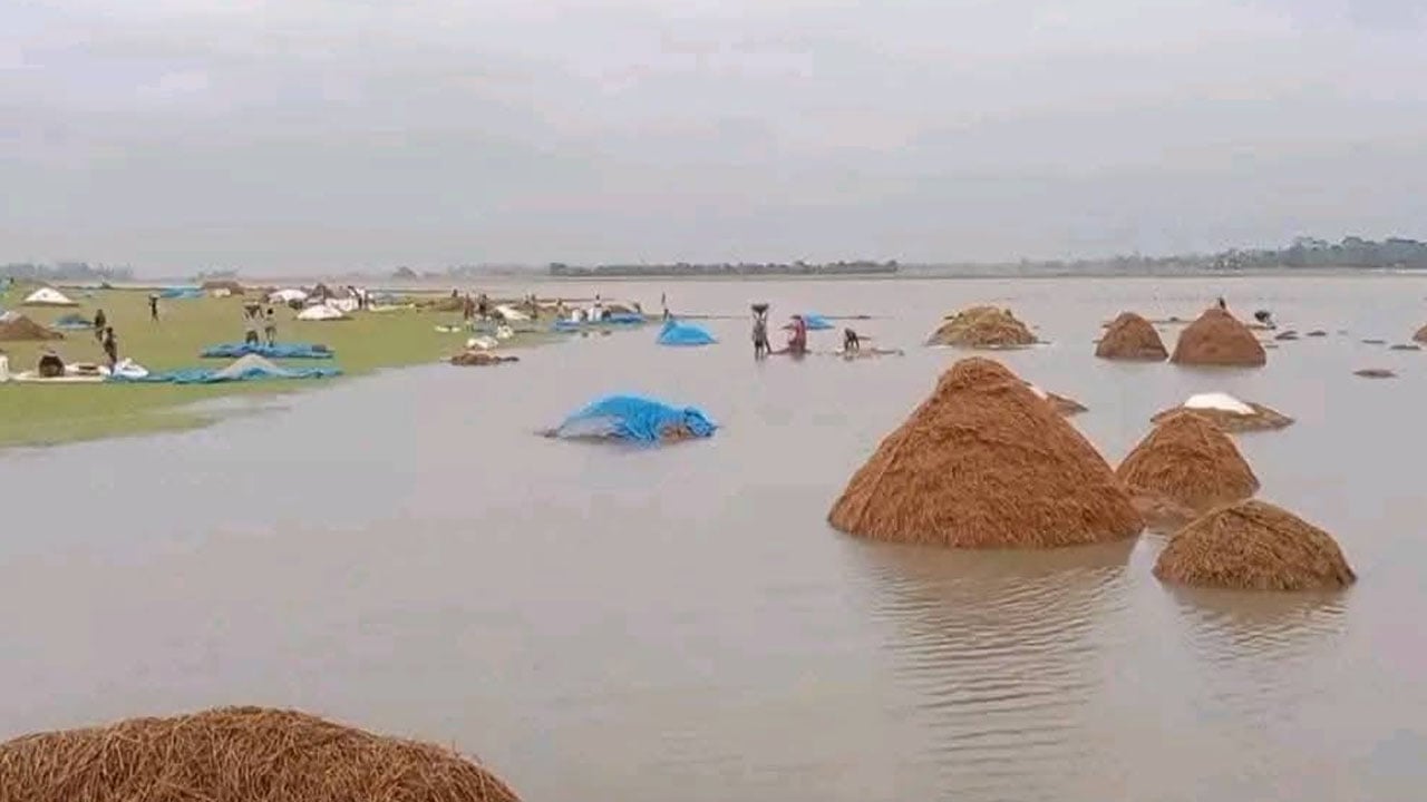 হবিগঞ্জে বৃষ্টির কারণে ধান কাটার কৃষকদের কষ্ট
