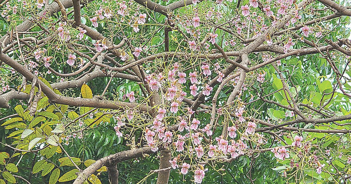 পারুল ফুলের অদ্ভুত ইতিহাস