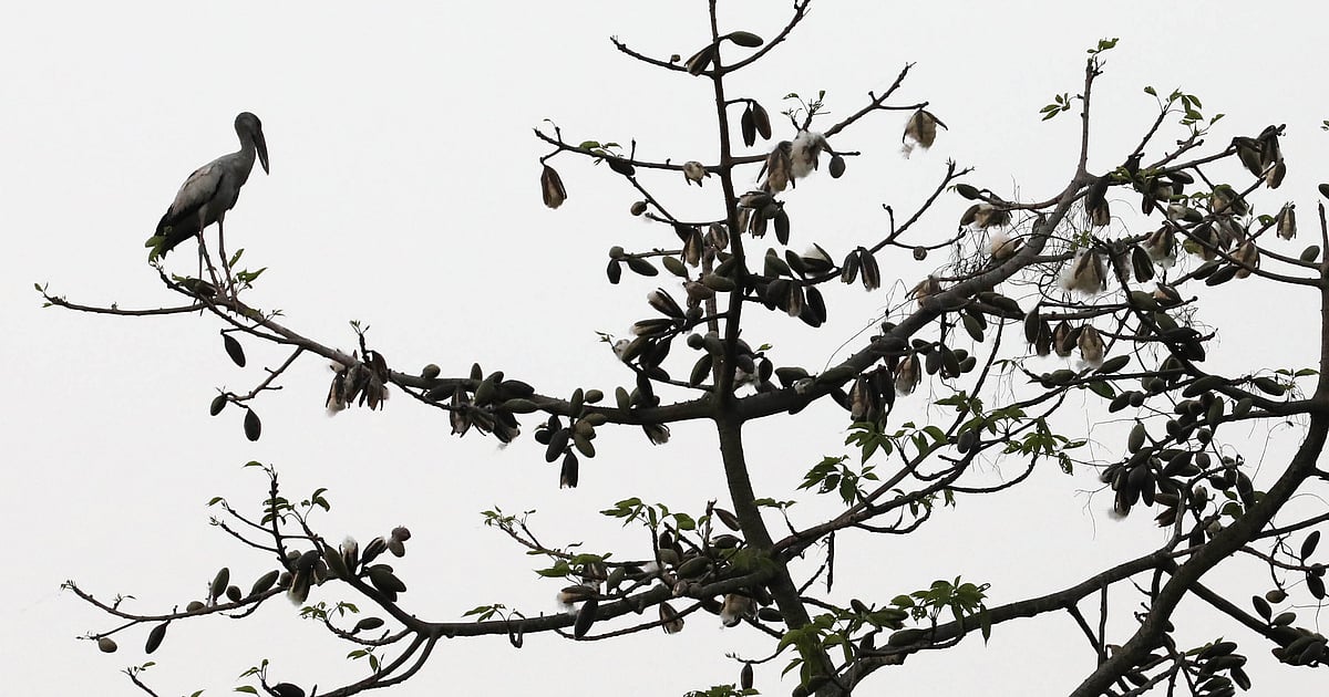 শিমুলের তুলার খেলার মধ্যে ওড়াউডি