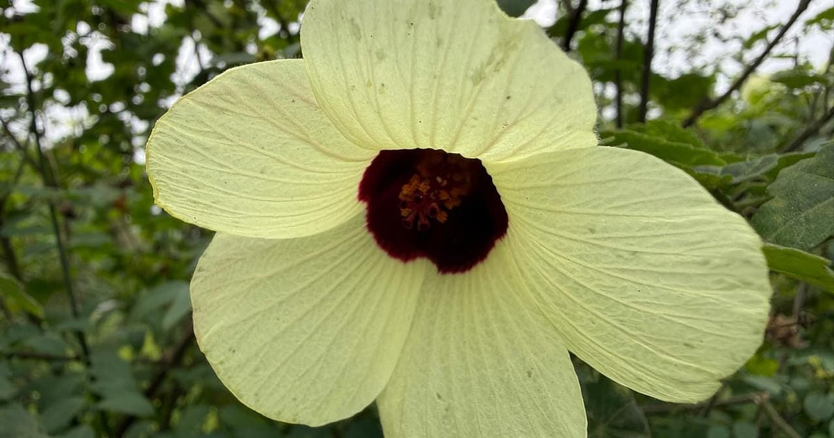 পথের ধারে নামহারা ফুল ফোটে কত রাত্রি দিনে