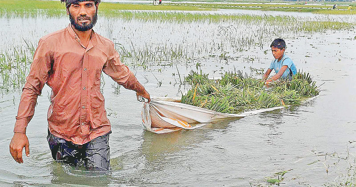 হাওরের কৃষকদের দুশ্চিন্তা কমেনি, রোদে শুকানোর চেষ্টা