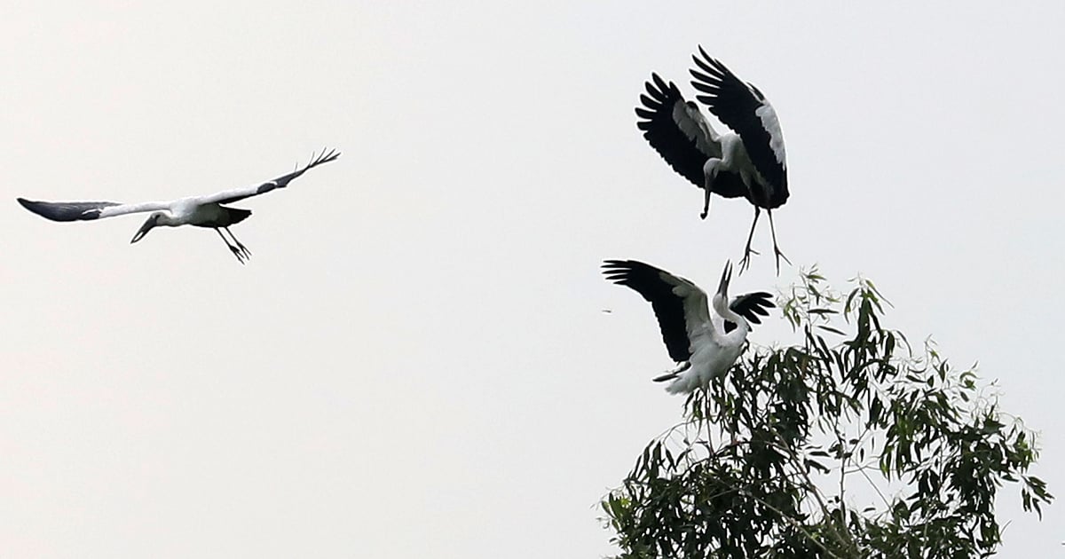 একটি ইউক্যালিপটাস গাছের সাথে শামুকখেলা পাখির দৃশ্য