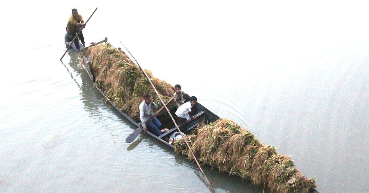 কিশোরগঞ্জে বৃষ্টির পানিতে তলিয়ে গেছে ৭ হাজার হেক্টর জমির বোরো ধান
