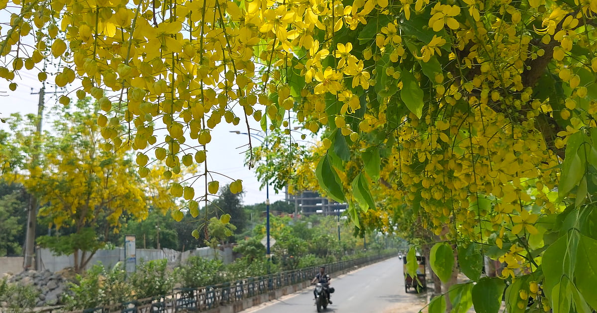 দেশে বৃষ্টির প্রবল হারে বৃদ্ধি