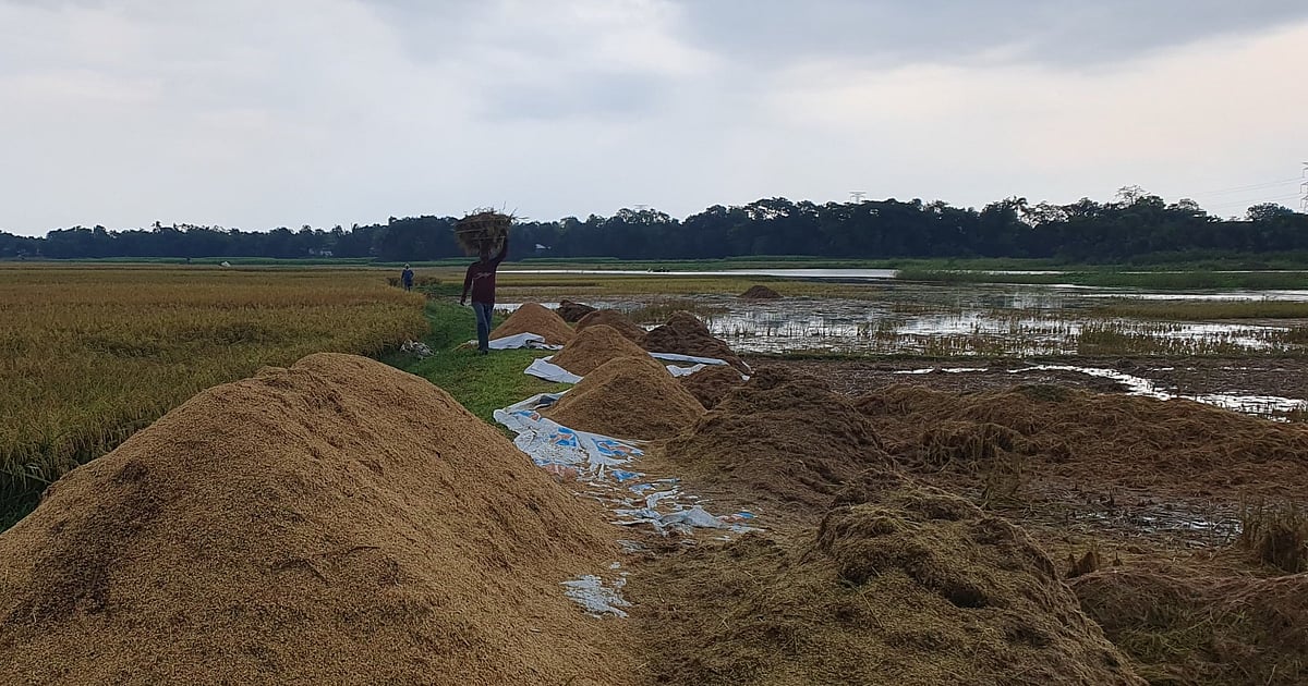 হাওরের পানিতে ভাসিয়ে দিচ্ছেন পচা ধান