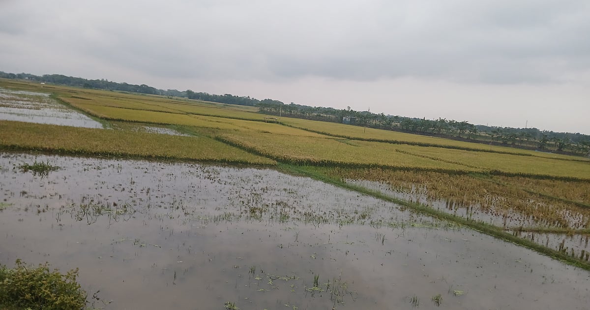 হাওরের ধান কাটতে পারলেন না, কীবায় চলবাম?