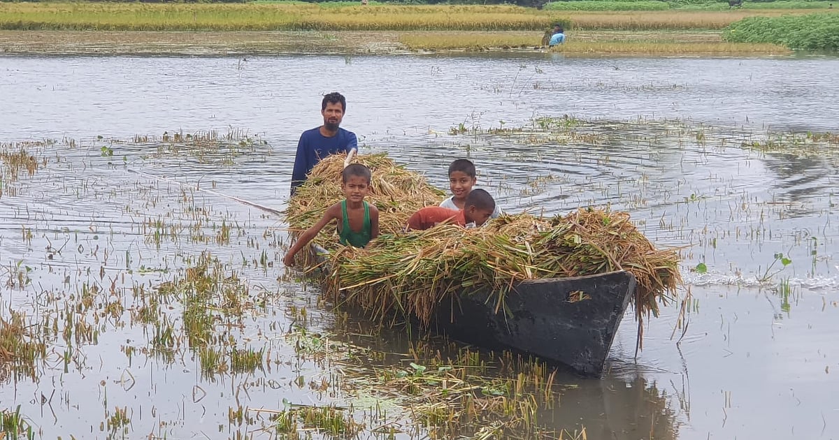 হাওরে ধান কাটার শ্রমিকের অবস্থা দুর্বল, হারভেস্টারের ভাড়া চার গুণ