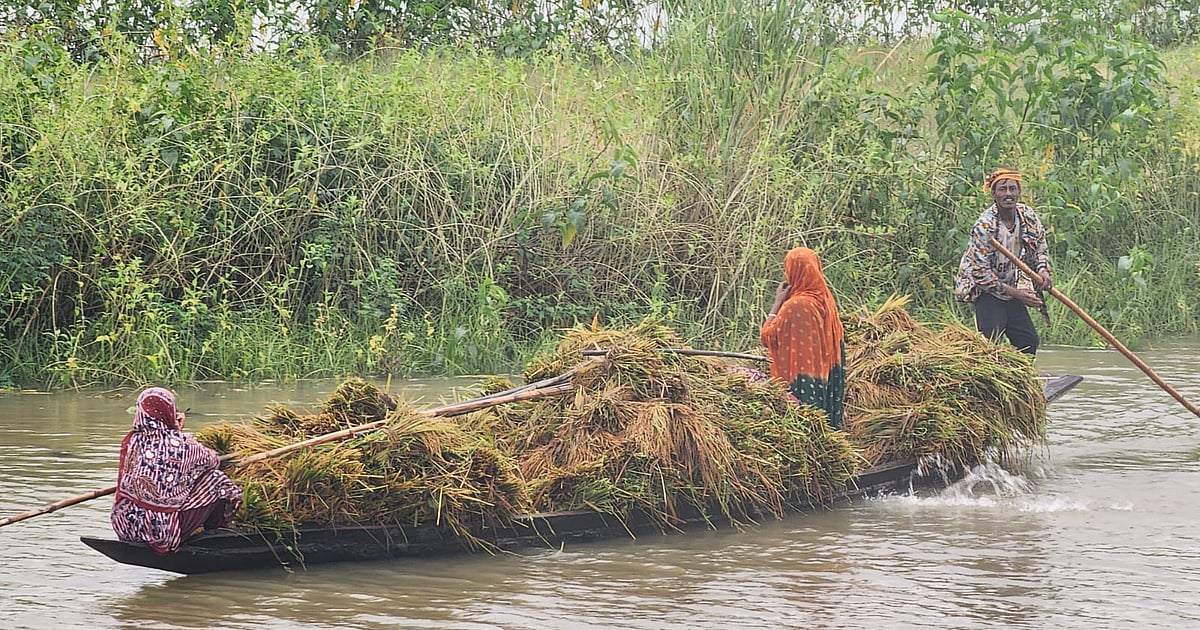 হাওরে বৃষ্টির বাড়াতে ধান নষ্ট হচ্ছে