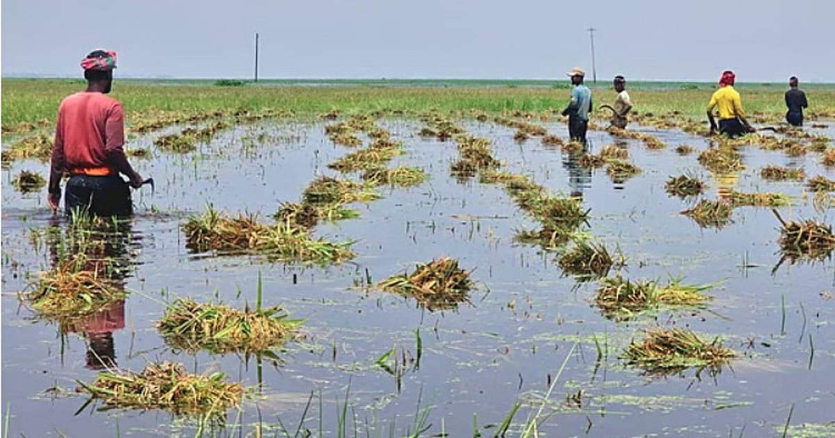 কৃষকের দুঃখ কী কারণ?
