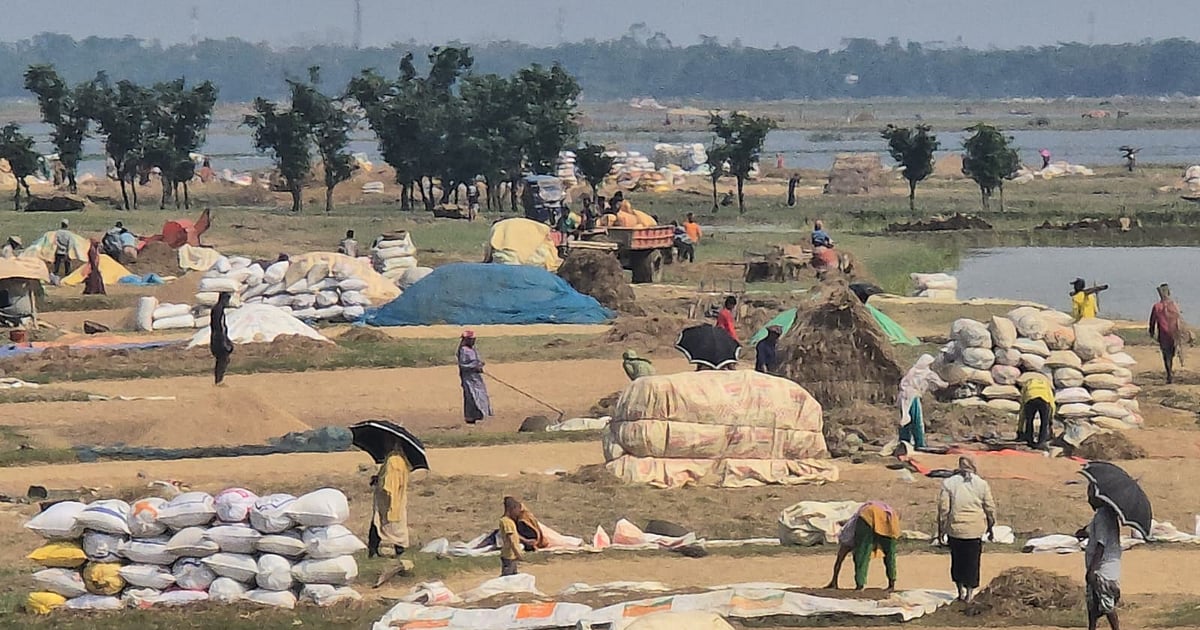 হাওরে রোদের স্বস্তি, কৃষকেরা ধান শুকাতে ব্যস্ত
