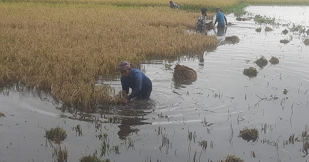 হাওরের কৃষকেরা পানির সঙ্গে লড়াই করছেন