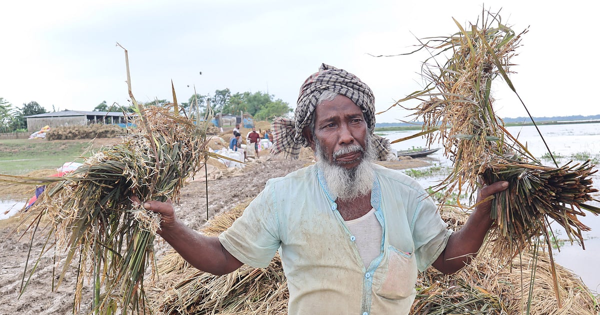 মৌলভীবাজারের কৃষকেরা বৃষ্টির কারণে অপূর্ণীয় ক্ষতির মুখে