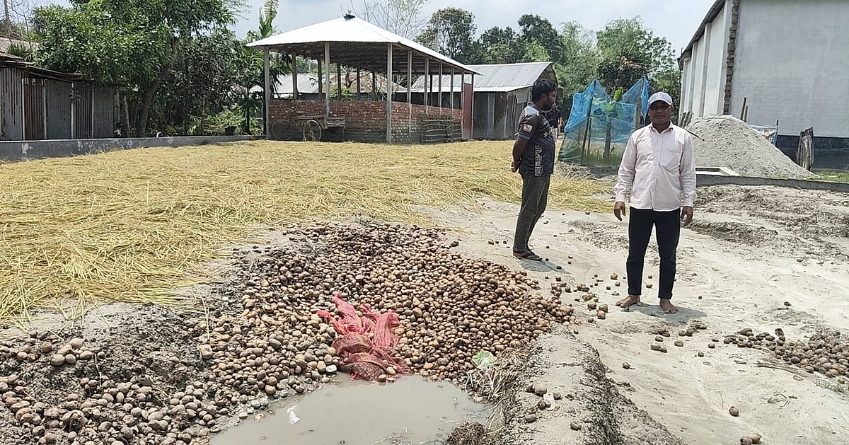 গঙ্গাচড়ায় আলু সংরক্ষণে সুতলি পোকার আক্রমণ, কৃষকেরা বড় ধরনের ক্ষতির মুখে