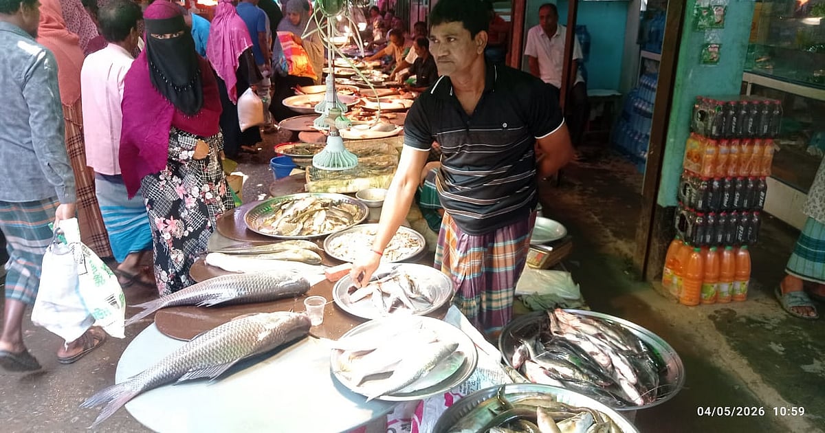 চাঁদপুরের বাজারে ইলিশ কম, দাম তিন-চার গুণ বেশি