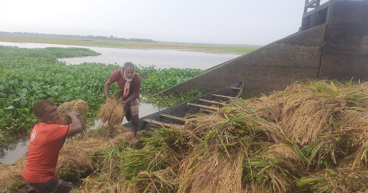 হবিগঞ্জে বৃষ্টির পানিতে ডুবে ধানের স্তূপ