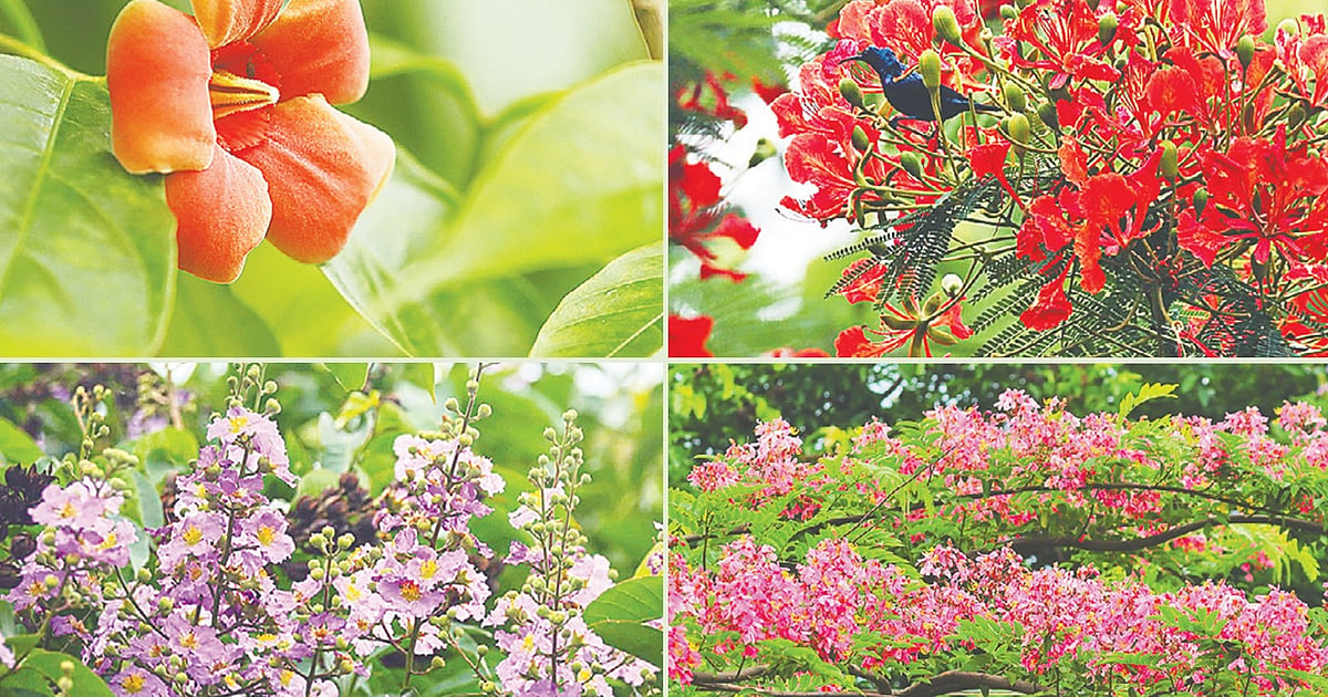 বেগম রোকেয়া বিশ্ববিদ্যালয়ের ক্যাম্পাস প্রকৃতির রানি