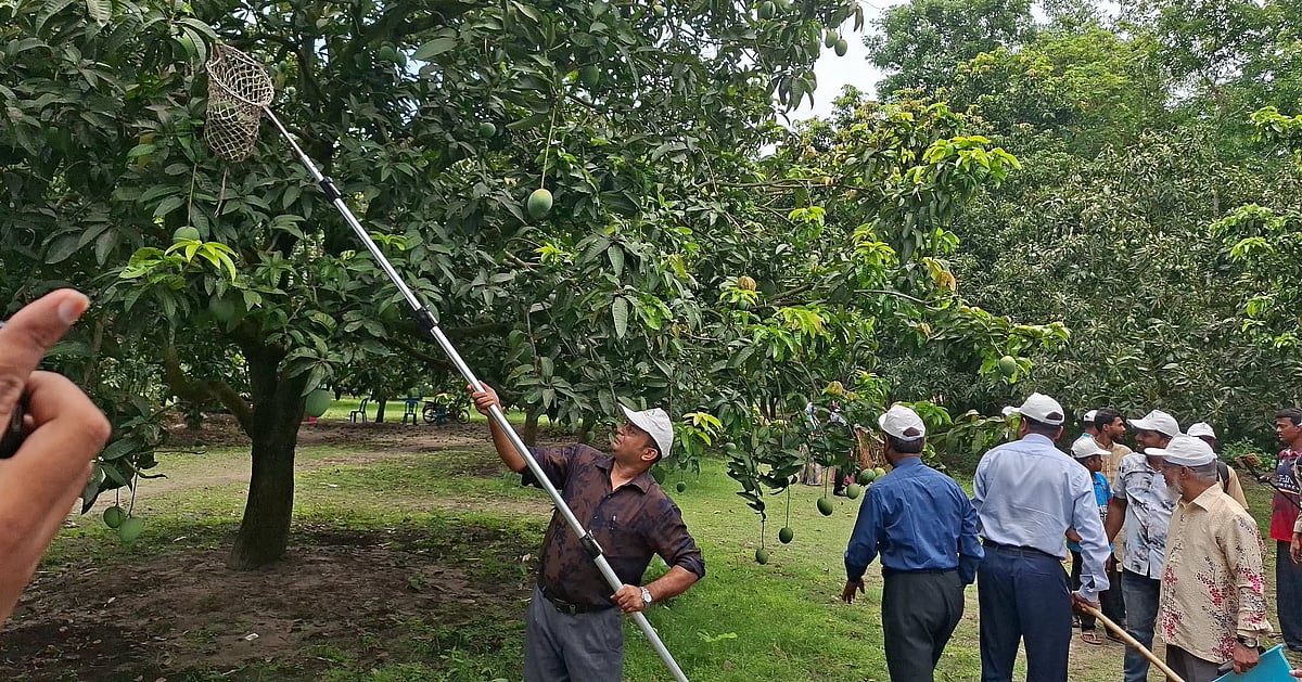 সাতক্ষীরায় গোপালভোগ ও গোবিন্দভোগ আম সংগ্রহের শুরু
