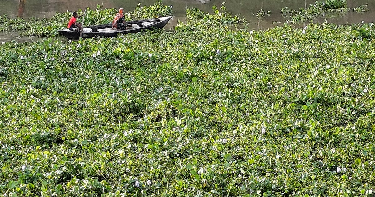 নদে নেমে কচুরিপানায় আটকে গেলেন দুজন, উদ্ধার করল পুলিশ