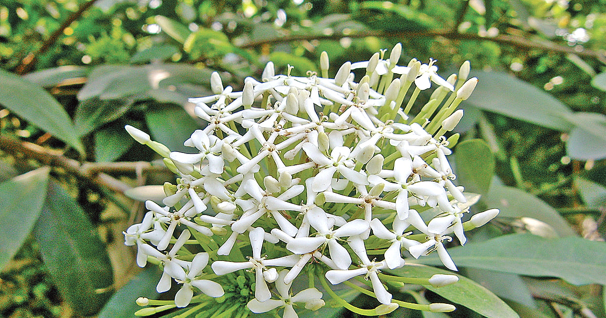 চারুকলার দুই ফুলের সুন্দর দৃশ্য