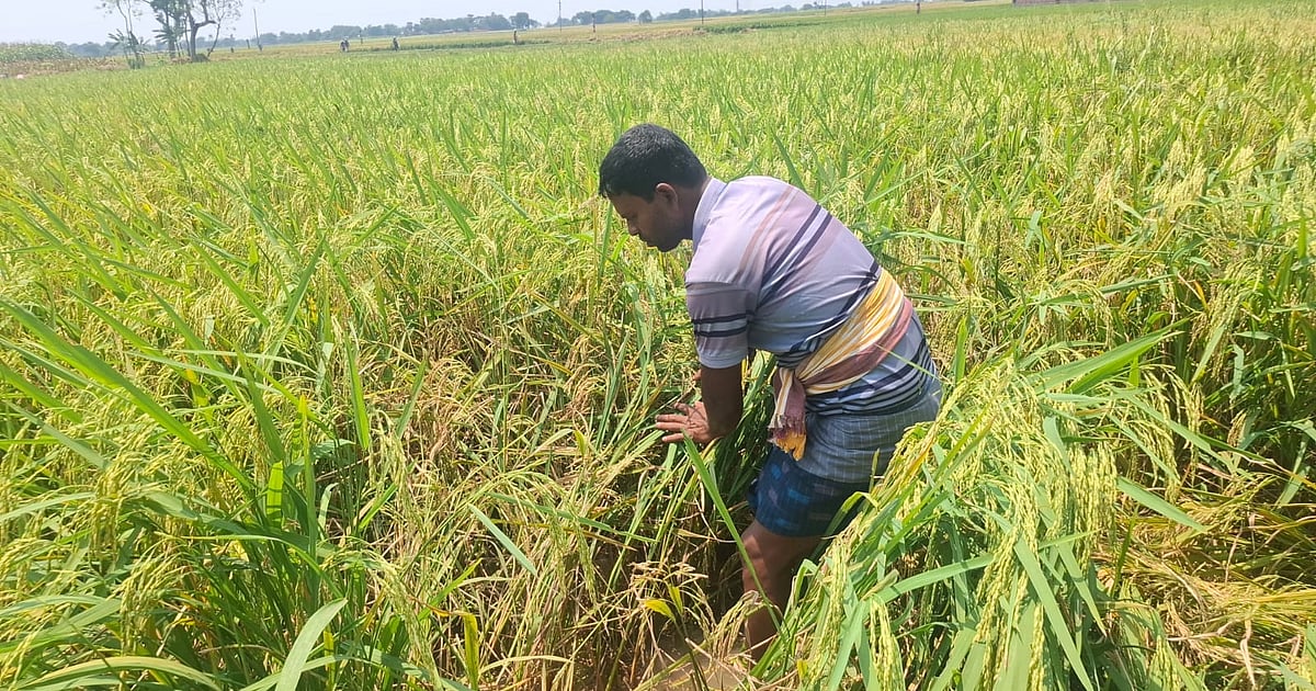 রাজশাহীতে বিএডিসির বীজ থেকে চাষির সর্বনাশ