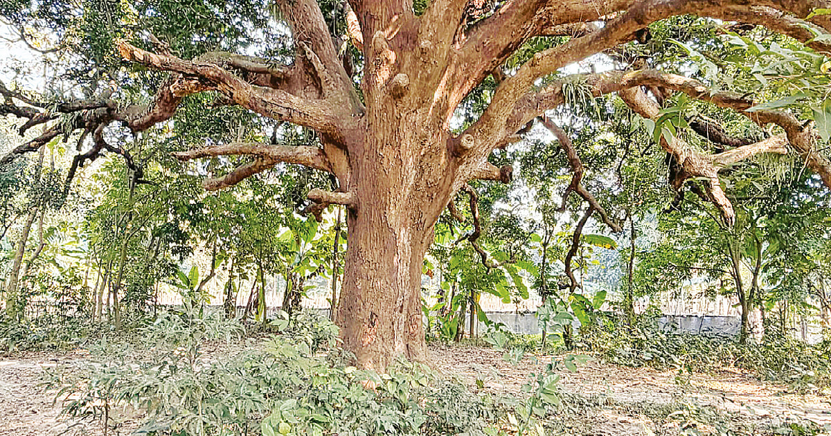 ভৈরব নদের শতবর্ষী আমগাছ
