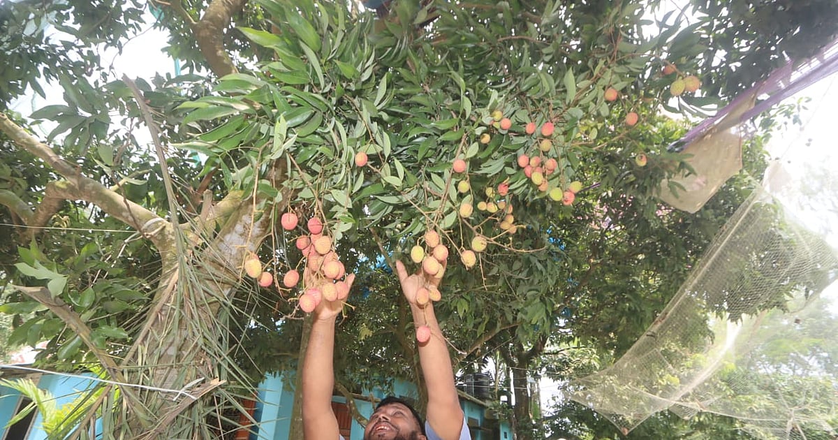 রংপুরে লিচুর বাজারে উত্থান