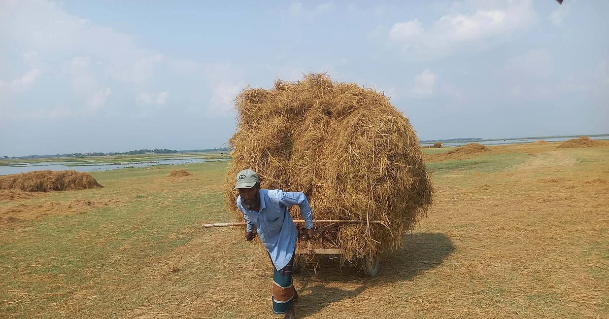 সুনামগঞ্জের হাওরে ফসলহানি: গরুর খানির সংকট