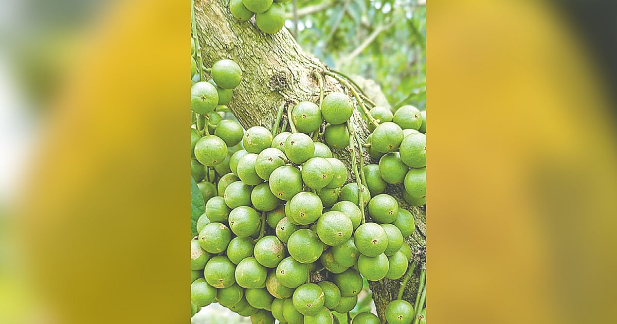 পূর্বাচলের প্রকৃতি ও মানুষের সংগ্রাম