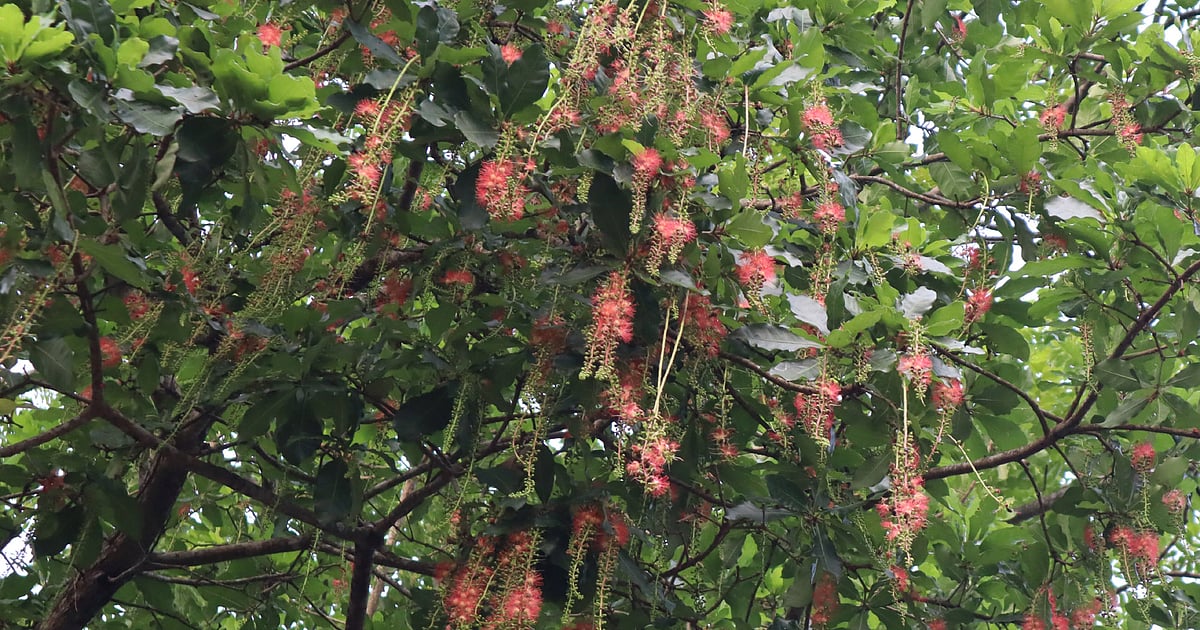 হাওরের হিজলগাছে ফুলের সৌন্দর্য