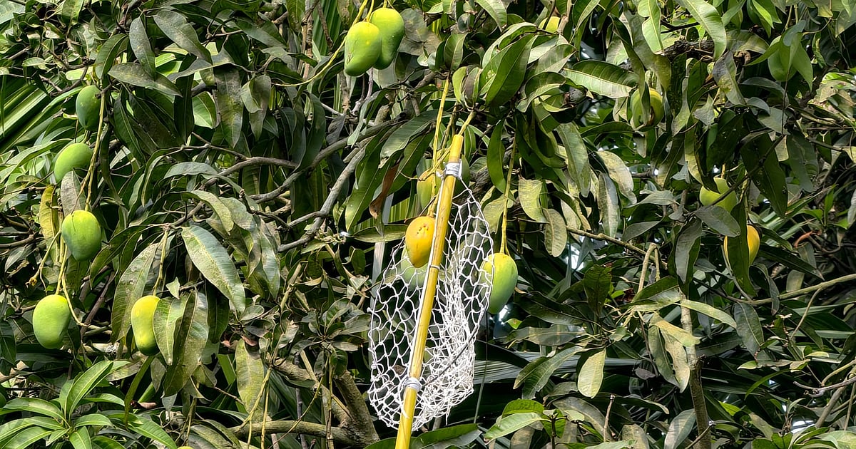 নাটোরে আমের চাষিরা পাড়া শুরু, ভালো ফলনের আশা