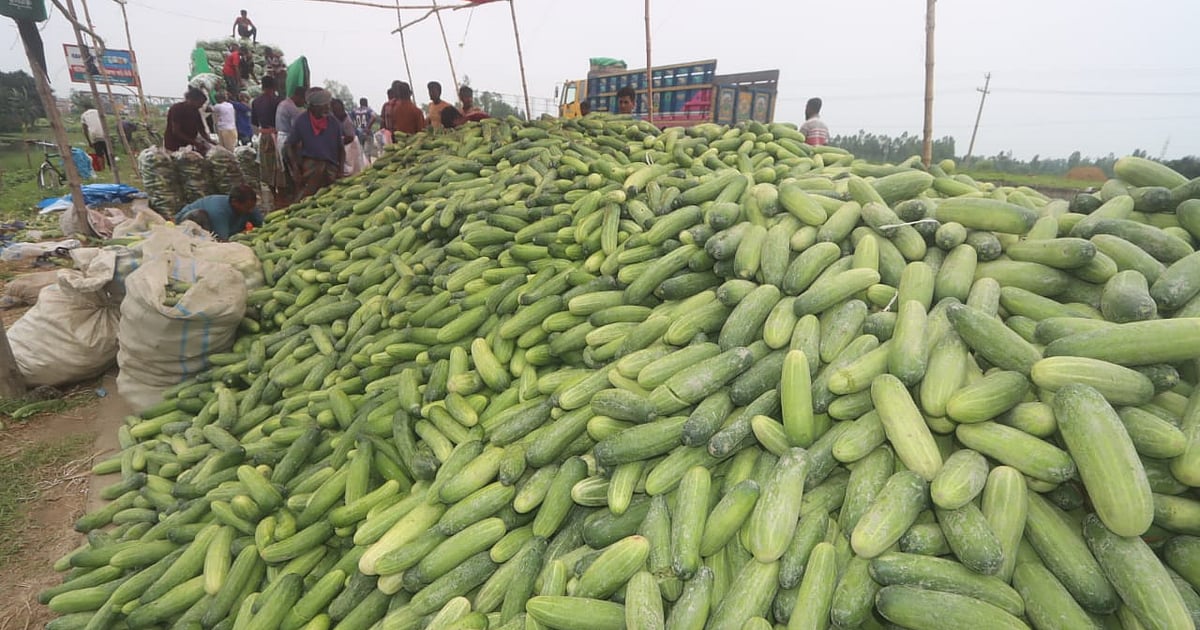 মিঠাপুকুরে শসার খোঁজে চলছে কৃষক