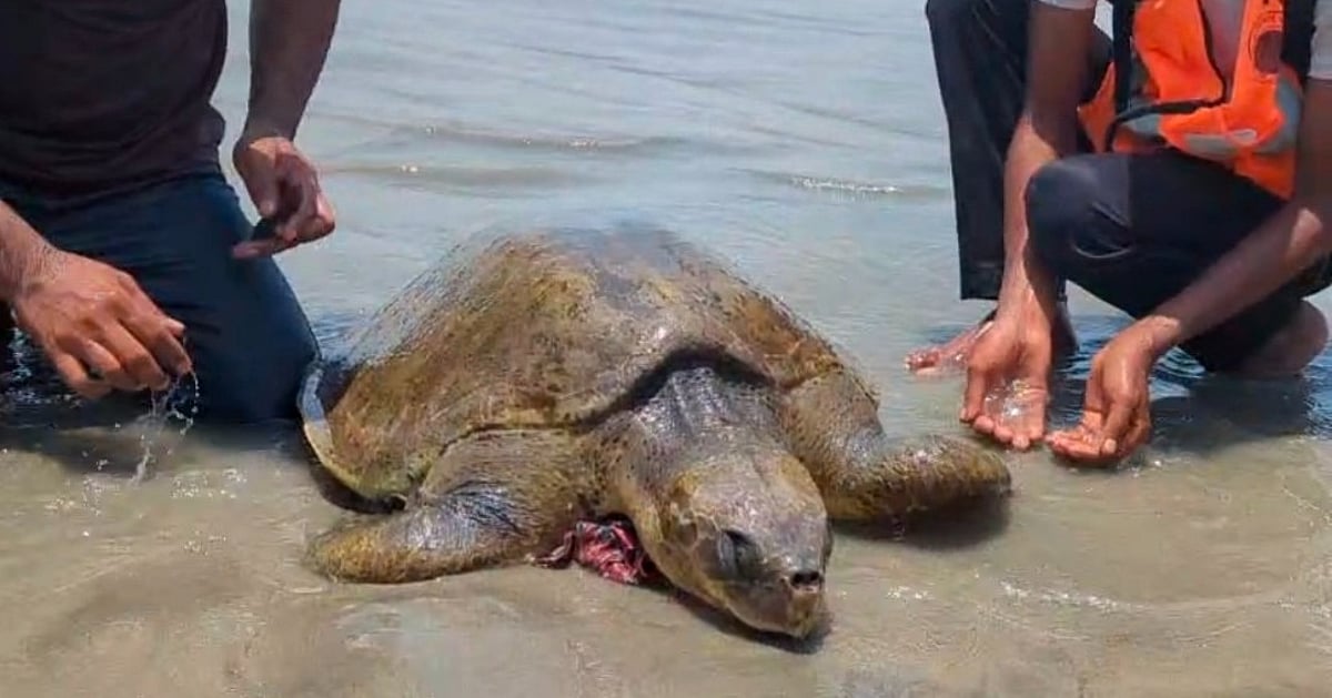 কুয়াকাটা সৈকত থেকে উদ্ধার হলো বিরল প্রজাতির কচ্ছপ