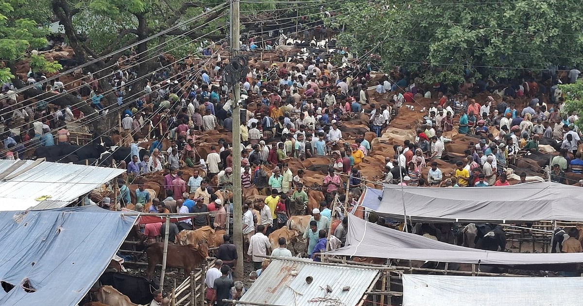 বড় গরু পালনে লোকসানের ভয়ে ঝুঁকছেন খামারি