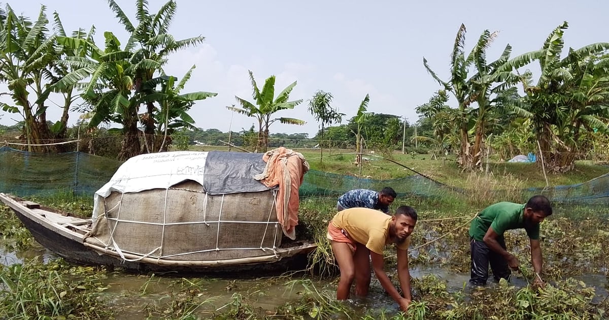বৃষ্টির পানিতে সব জমি তলাইয়া গ্যালো, এ্যাহন চালান শ্যাষ, লাভও শ্যাষ