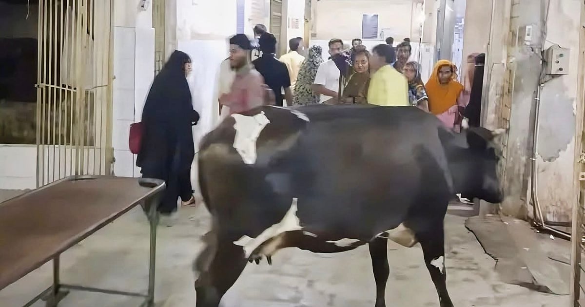 ময়মনসিংহ মেডিকেল কলেজ হাসপাতালে ঘুরছে গাভির ছবি ভাইরাল