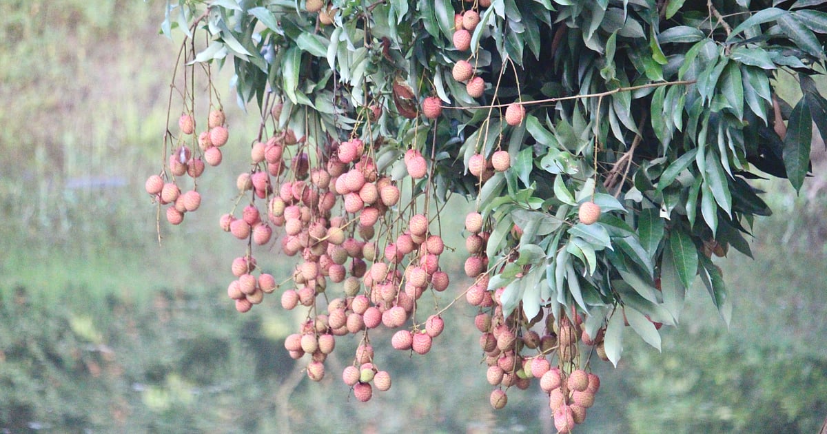 মঙ্গলবাড়িয়ায় লিচুর সুনাম নষ্ট হচ্ছে