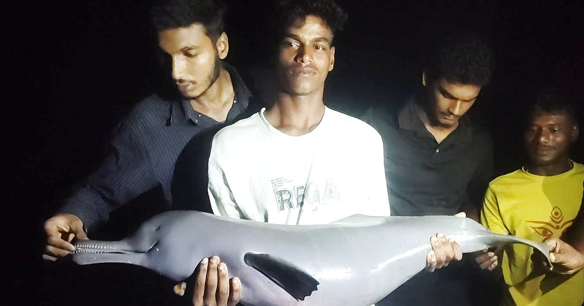 বরগুনার বিষখালী নদীতে ধরা পড়ল বিপন্ন ডলফিন