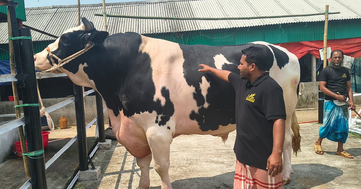 বাংলাদেশের এক বিশাল গরুর কাহিনী