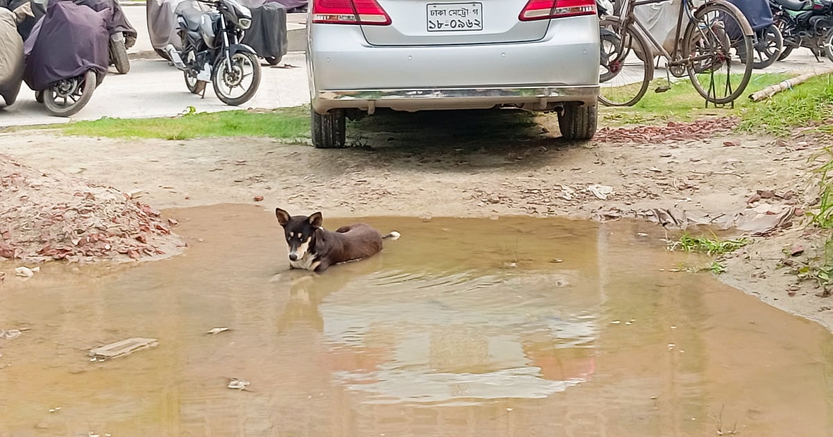 পাঠকের ছবি প্রকাশিত