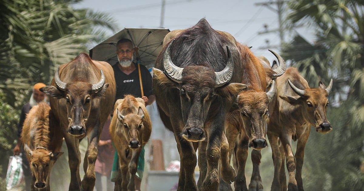 মকবুলের দিনমান মহিষ নিয়ে