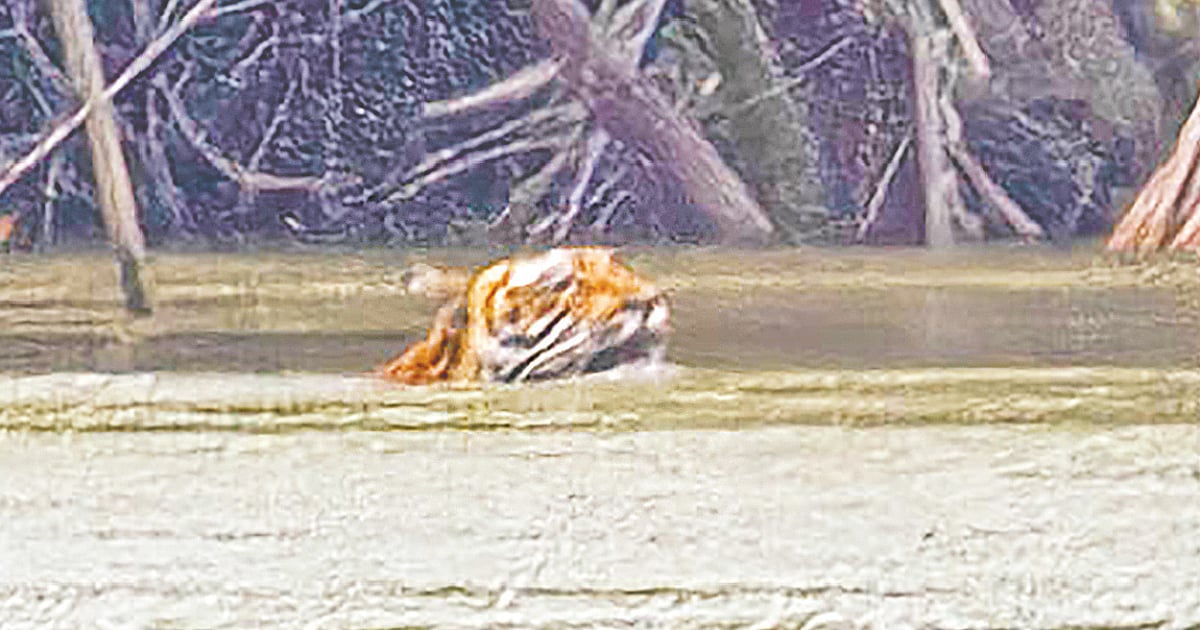সুন্দরবনে বাঘের সাঁতার দেখা যায়