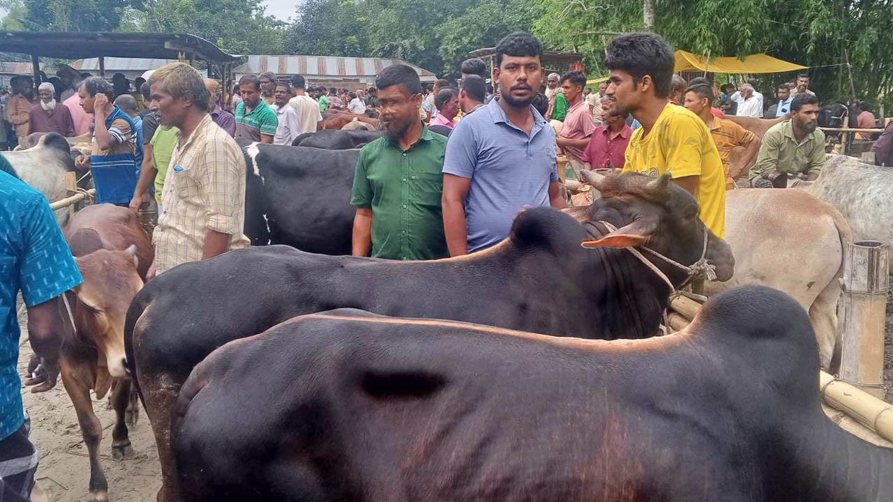 কাউনিয়ায় কোরবানির পশুর বাজার বেড়েছে