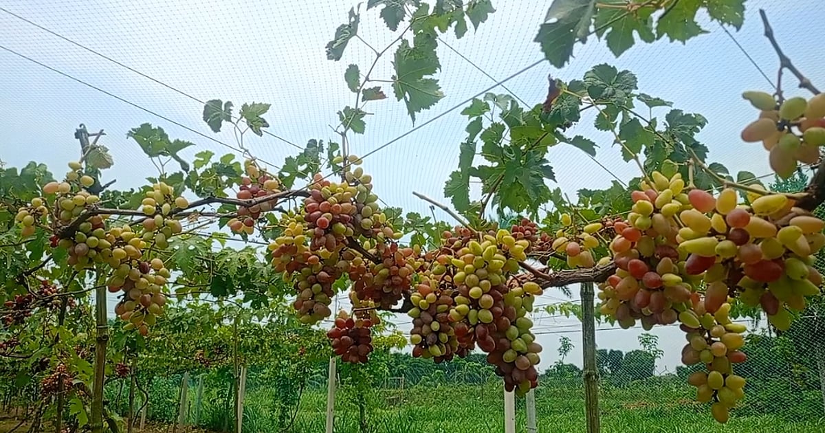 আঙুর চাষে সফল উদ্যোক্তা সজলের কাহিনী