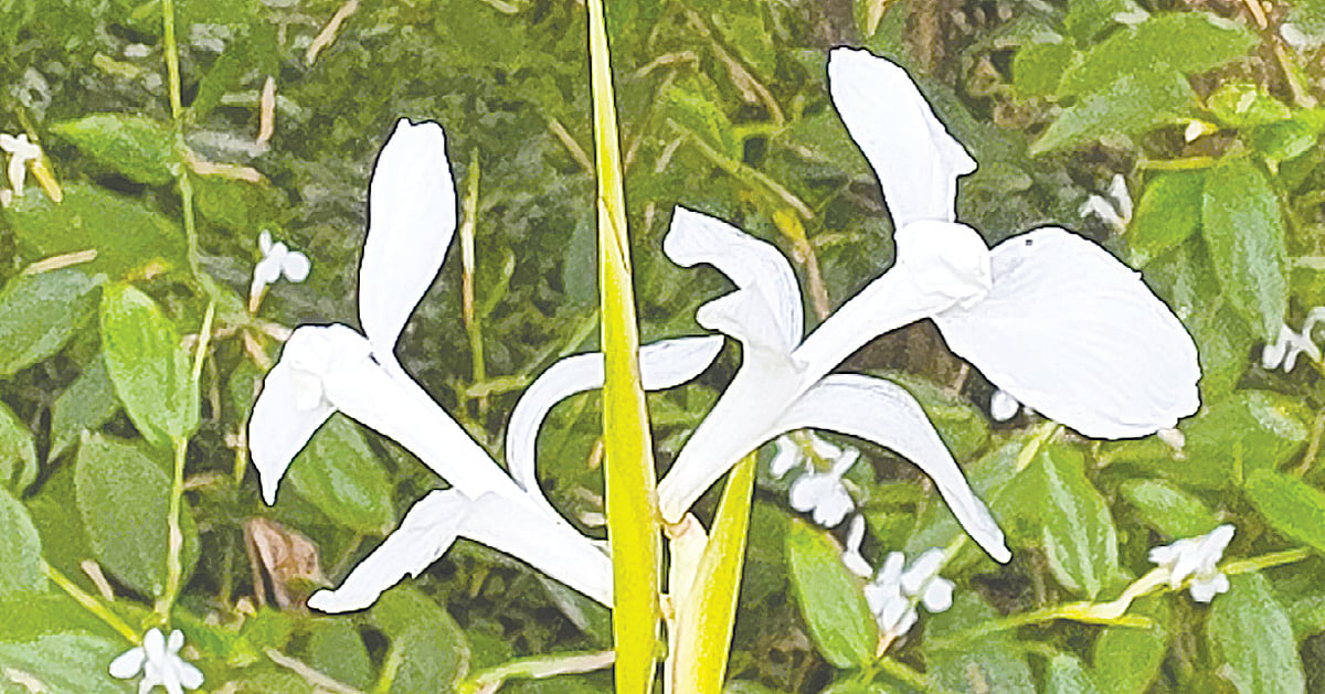 শীতলপাটির সাদা ফুলের ঐতিহ্য