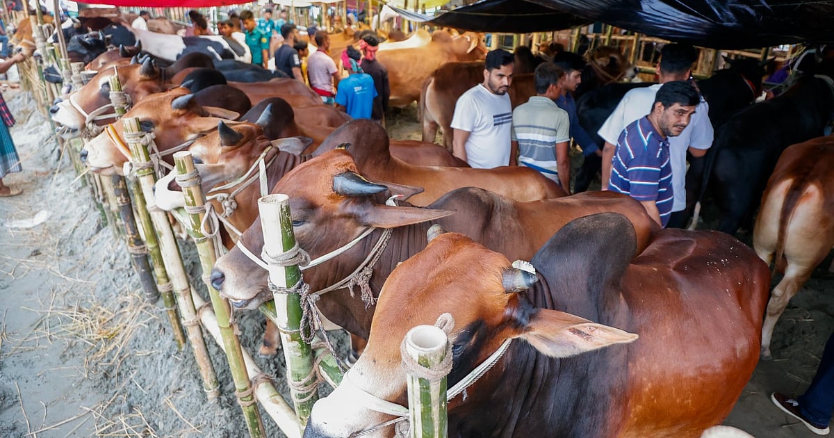 বাণিজ্যিক খামারের পশু কোরবানির হাটে বিক্রি
