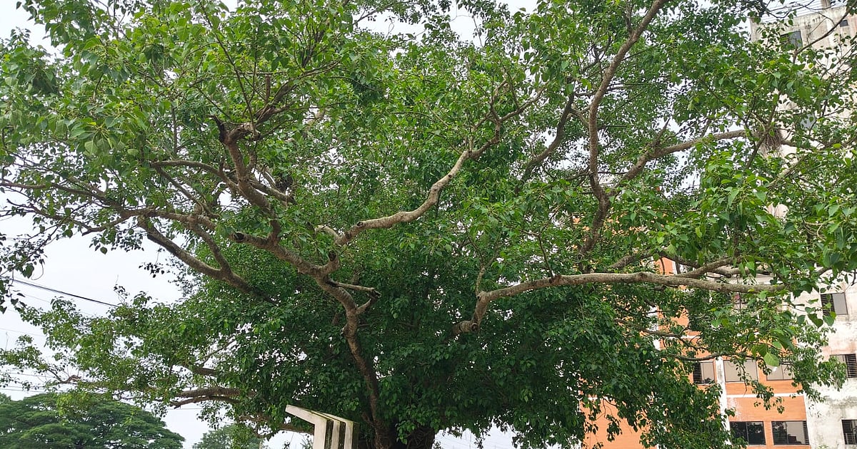ত্রিশালের বটবৃক্ষের নিচে কবি নজরুল কি বাঁশি বাজাতেন
