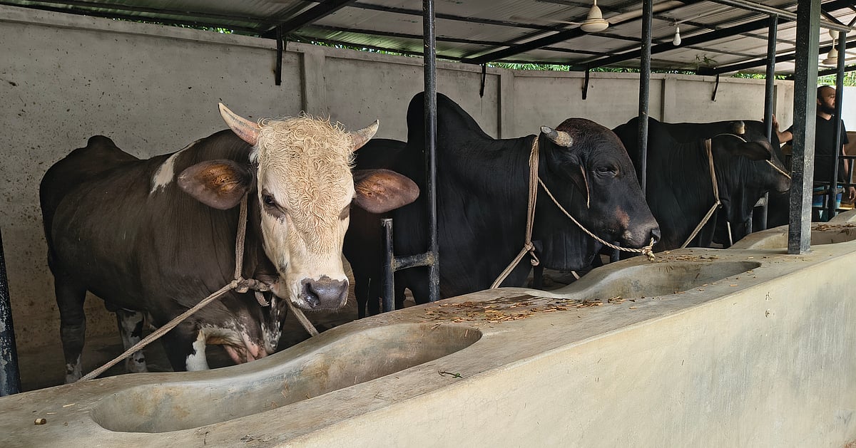 বাণিজ্যিক গরুর খামার গড়ে তোলেন এক তরুণ উদ্যোক্তা