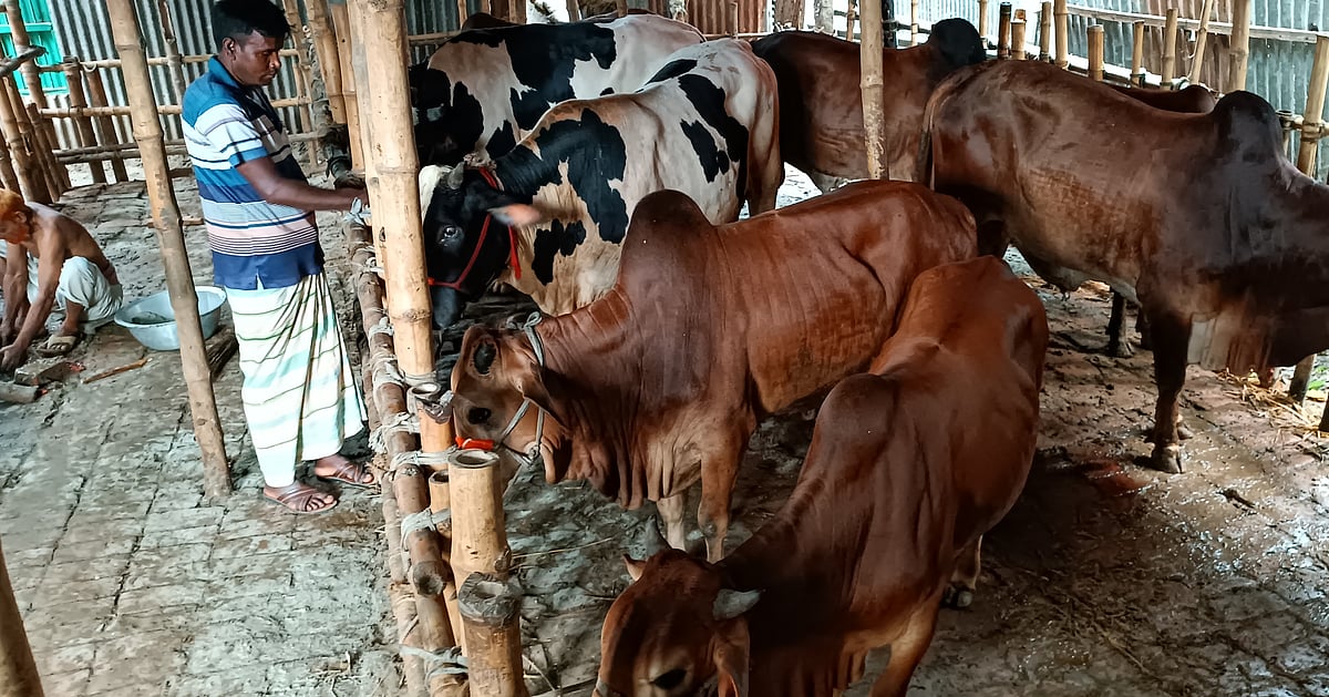 গরুর জন্য 'আবাসিক হোটেল', বিনা খরচে থাকেন গরুর মালিকেরা
