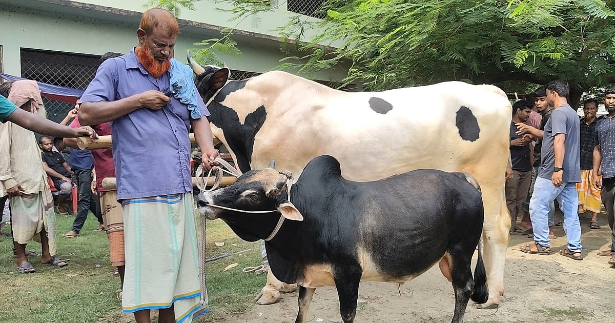 পুঠিয়ায় কোরবানির পশুর হাটে অস্বাভাবিক ছোট গরু দেখা যায়