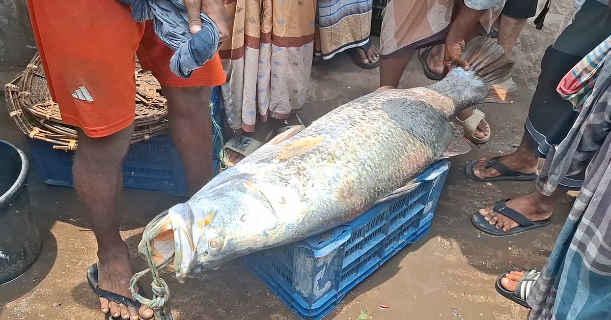 নাফ নদীতে বড়শিতে ধরা পড়ল ২৪ কেজির কোরাল, বিক্রি ৩১ হাজার টাকায়